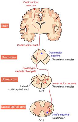 Motor Neuron Susceptibility in ALS/FTD